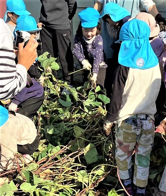 5歳児 芋掘り つるをひっぱっているよ