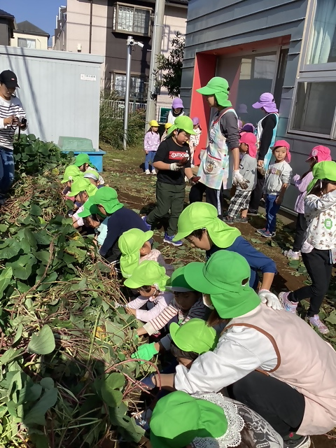 5歳児 芋掘り 土を掘っているよ