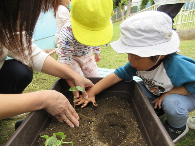 野菜の苗植え