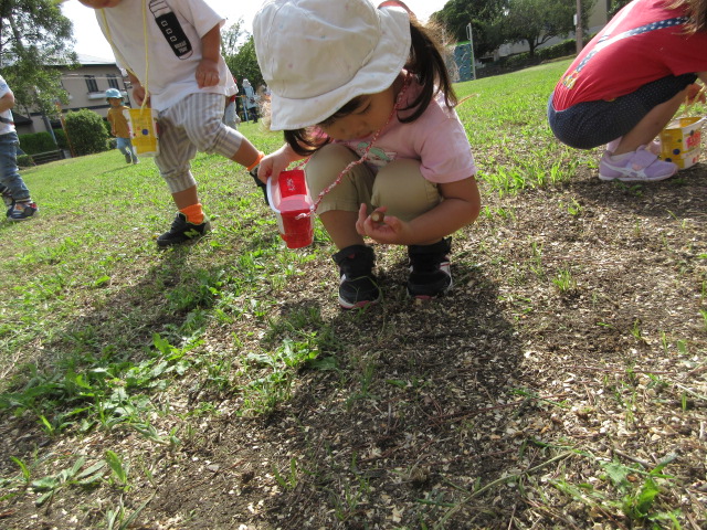どんぐりみつけた