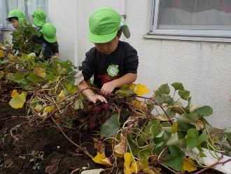 長い蔓を引っ張ってサツマイモを収穫する緑色の帽子を被った子供の写真