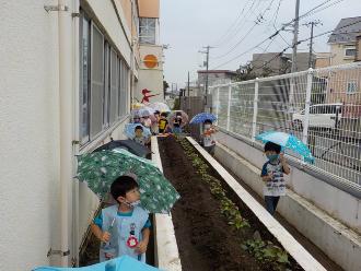 傘をさして幼稚園の花壇の両脇を歩き花壇の様子を確認している子供たちの写真