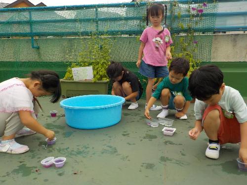 育てていた朝顔の花で色水を作っています