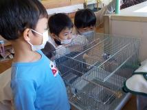 籠の中に入った文鳥を見学している子供たちの写真