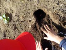 花壇を掘って入れた球根に土をかぶせる赤い帽子を被った子供の写真