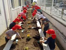 赤色の帽子を被った子供たちが花壇を掘って球根を植えている様子の写真