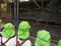 檻の中にいる動物を見見ている緑色の帽子を被った子供たちを後ろから写した写真