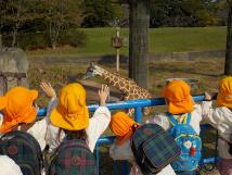 黄色の帽子を被った子供たちが、千葉市動物公園のキリンを見ている様子を後ろから写した写真