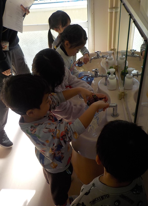 ヒヤシンスの水栽培で友達と水を取り替えているところです。