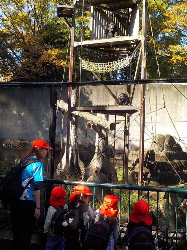 千葉市動物公園のゴリラを見ているところです。