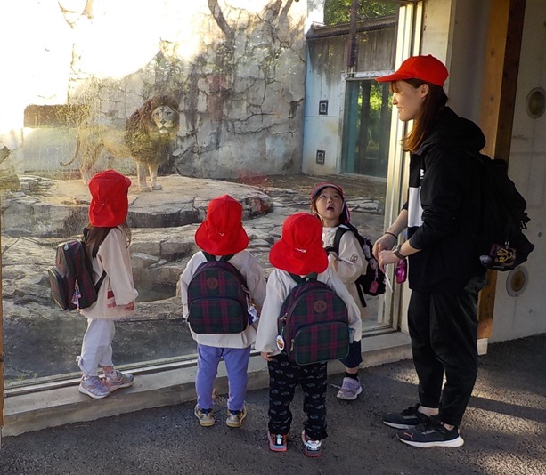 千葉市動物公園でライオンを見ました。