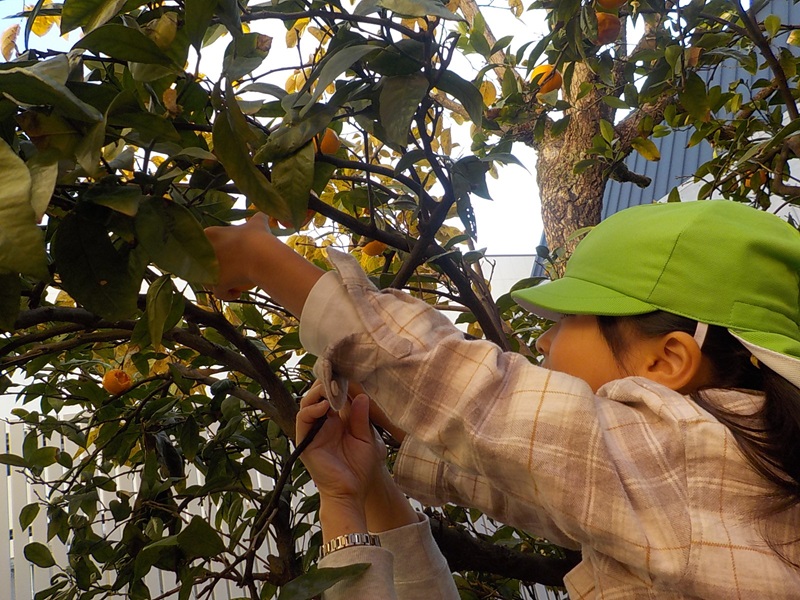 園庭のみかんをこども達が収穫しています。
