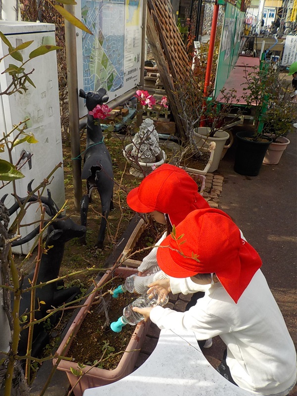 京成や津駅前のバラたちにお水を上げているところです。