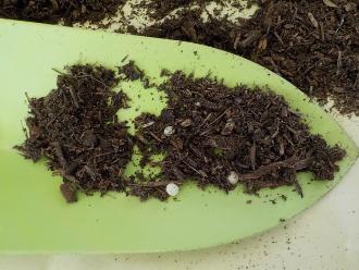 緑のスコップで掬った腐葉土の中にカブトムシの卵がある写真