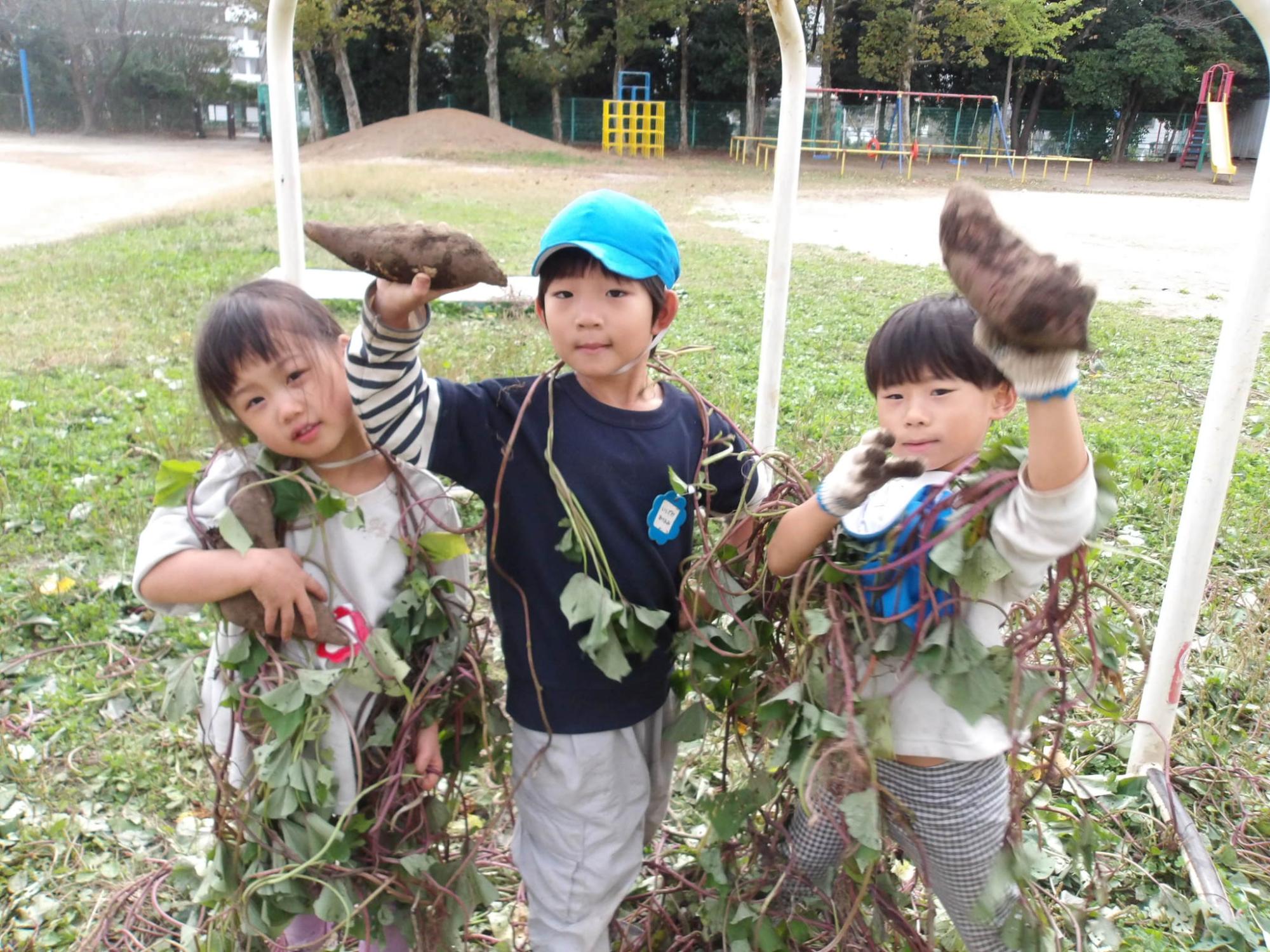 じゃがいもの収穫