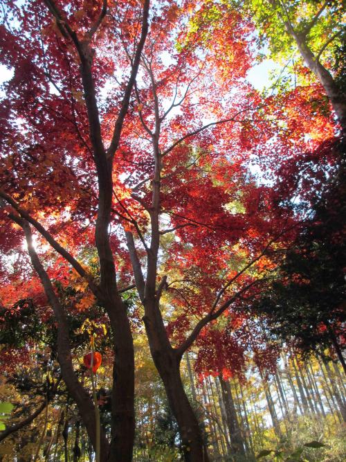 葉っぱが鮮やかな紅色に染まったモミジの木を下から撮影した写真