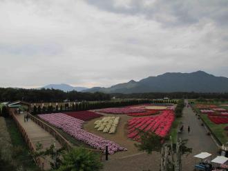 鮮やかなピンクや赤色の花が咲いている公園を高台から撮影した写真